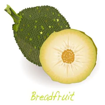 Breadfruit  vector isolated Stock Illustration