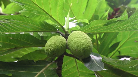 Breadfruits  (Artocarpus altilis) on tree. Vídeos de archivo 277674588