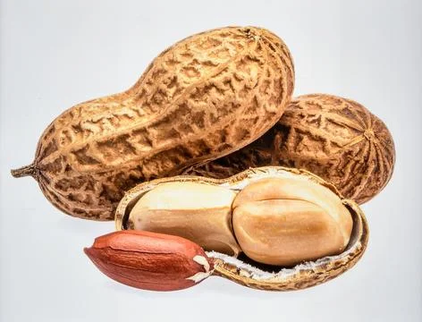 Breadnut Tropical Seed Isolated on White Background for Premium Exotic Food.. Stock Photos