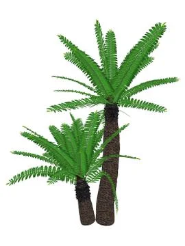 Breadtree, broodboom, eastern cape giant, bushman's river cycad or uJobane Stock Illustration