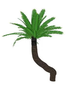 Breadtree, broodboom, eastern cape giant, bushman's river cycad or uJobane Stock Illustration