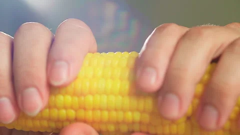 Break the boiled corn with bare hands close up slow motion Video stock 158524562