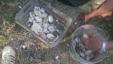  break crocodile eggs and babies can then push its way through the outer shell Stock-Footage 130982860