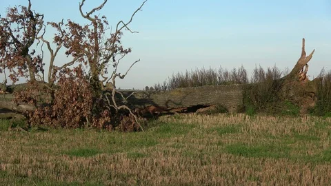 Break oak tree on farm field after summer end storm Video stock 89026758