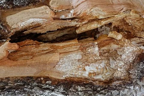 Break of an old apple tree. Stock Photos