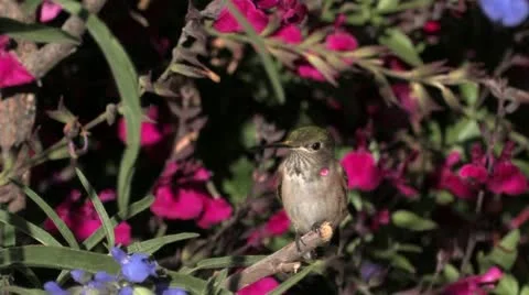 Break time: Broad-tailed Hummingbird juvenile male perches among salvia 스톡 동영상 22325079