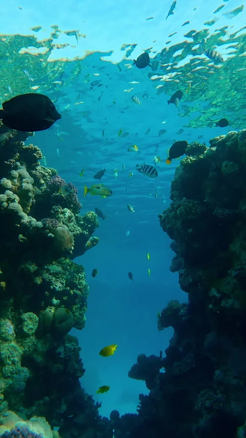 Break in wall of coral reef that leads to blue lagoon, variety of colorful Stock Footage 332308365