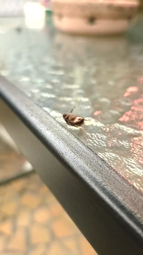 Breakdancing June Bug, Hampton Roads, Virginia, USA - 02 Jun 2025 Stock Footage 310951822