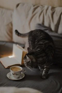 Breakfast in bed concept a cup of coffee on cozy warm blanket, tabby cat, Top Stock Photos