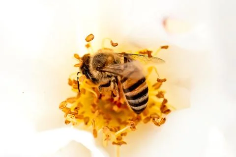 Breakfast bee collecting pollen Stock Photos