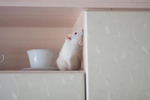 Breakfast concept. mouse white on the shelf kitchen set with Stock Photos