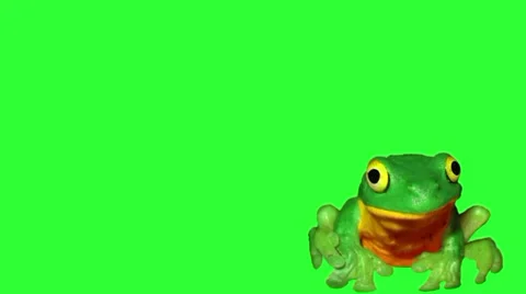 Breakfast of a frog Stock Footage 3400138