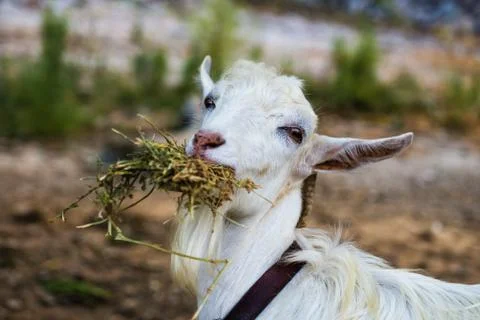 Breakfast for goat Stock Photos