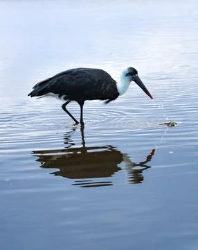 Breakfast Reflections Stock Photos