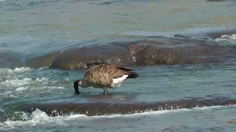 Breakfast time for goose Stock-Footage 11019940