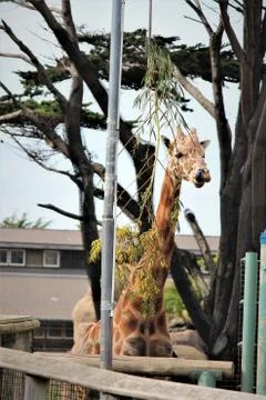 Breakfast in the trees Fotos Stock