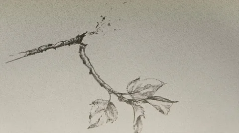 Breaking a branch flying off the sheet, pencil drawing Stock Footage 53899143