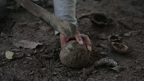 Breaking a brasilian nut Stock Footage 103043171