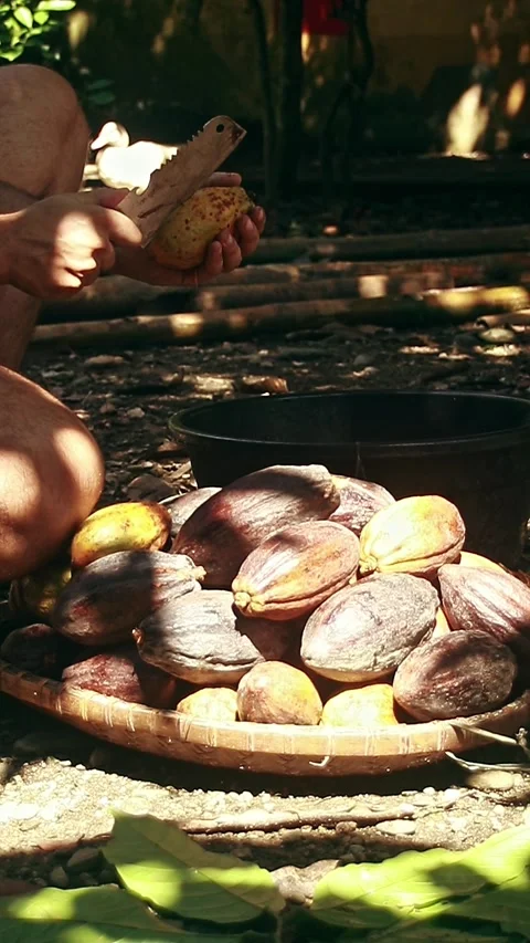 Breaking a cacao fruit with a knife to collect the seed  Stock Footage 251727824