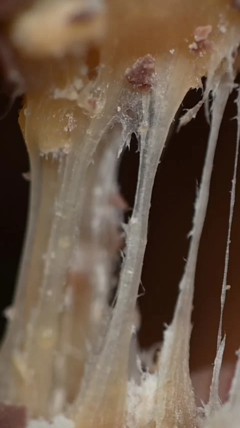 Breaking Chocolate Nougat Cookie, Macro Close Up Stock Footage 329249415