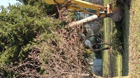 Breaking down a tree 動画素材 99592560