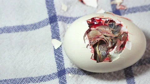 The breaking of the eggshell Stock Footage 62738841