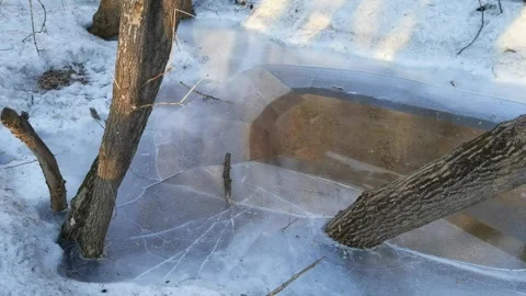 Breaking ice on frozen pond as tree branches move in winter forest Stock Footage 296153605