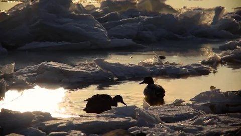 Breaking Of The Ice On The River Danube Stock Footage 71414506