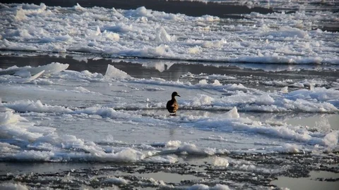 Breaking Of The Ice On The River Danube Stock Footage 71414774