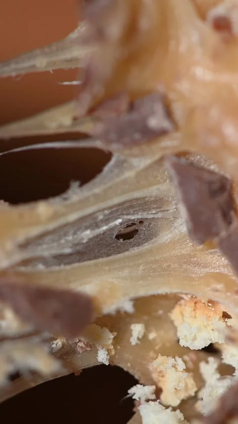 Breaking nougat cookie in half on white background Stock Footage 329249441