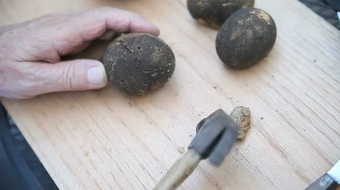 Breaking up oak galls to make ink Stock Footage 61496822