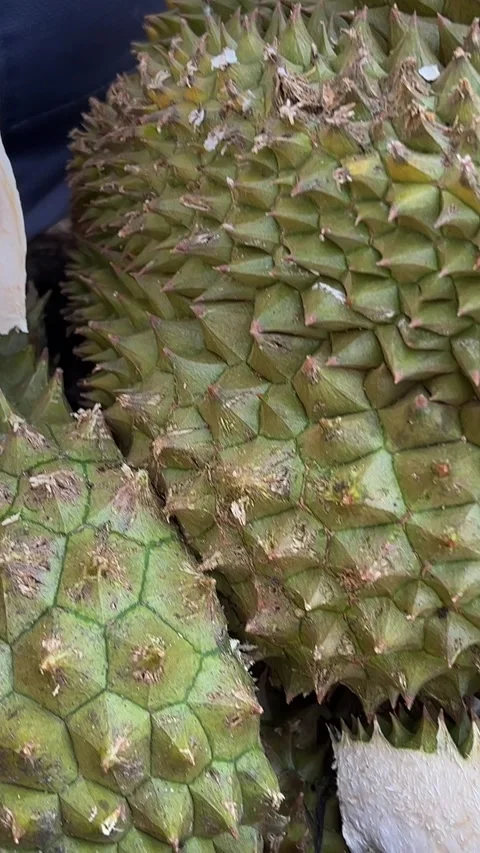 Breaking open the Durian Fruit person holding a durian fruit on a piece of Stock Footage 309258211