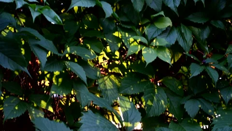 Breaking rays of the sun through the green leaves of trees Stock Footage 136195638