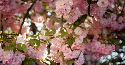 Breaking sun through the thick tree branches covered with blooming sakura Stock Footage 89176355