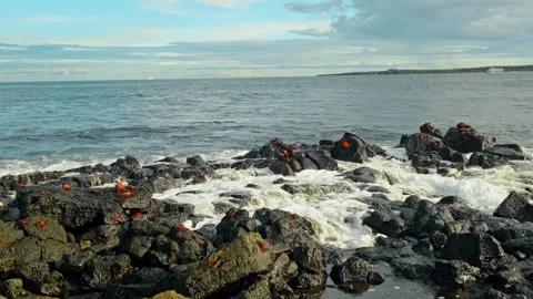 Breaking surf around rocks and crabs in Galapagos. White foam spreads between Stock Footage 346259070