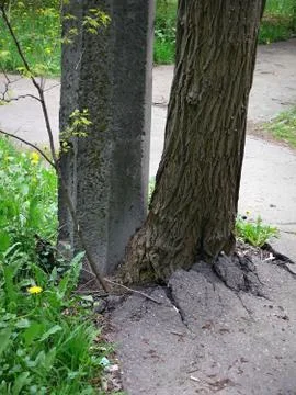 Breaking through the asphalt Фото