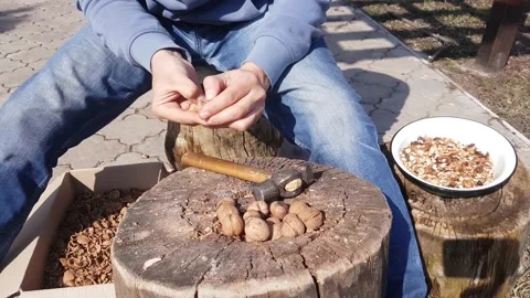 Breaking walnuts with a hammer on a stump Stock Footage 182556217