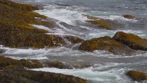 Breaking Waves - Brown Rockweed - Acadia National Park - Maine - USA Stock Footage 342923401