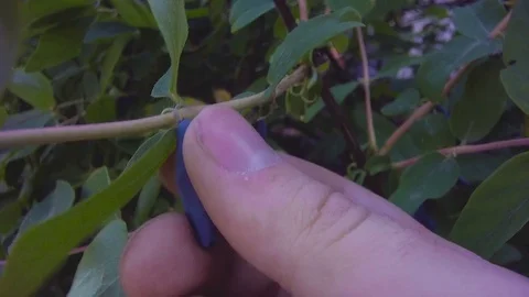 Breaks the berries of honeysuckle from the bush. Stock Footage 76804974