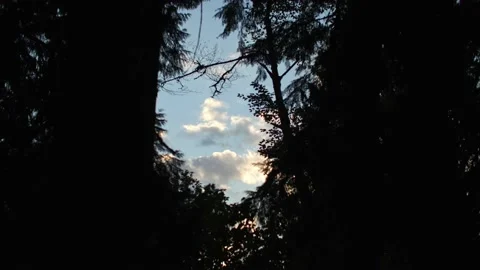 Breakthrough the forest to beautiful sky 库存影片 221949375