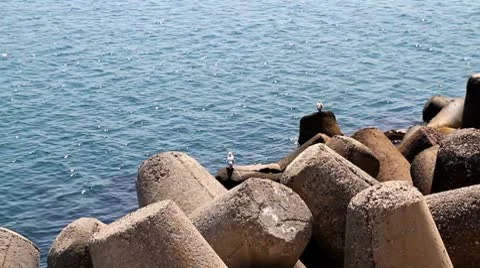 Breakwater and seagulls Stock Footage 8874233
