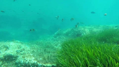 Bream and poseidonia. 스톡 동영상 98182998