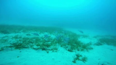 Bream on the Bottom. 스톡 동영상 98182978