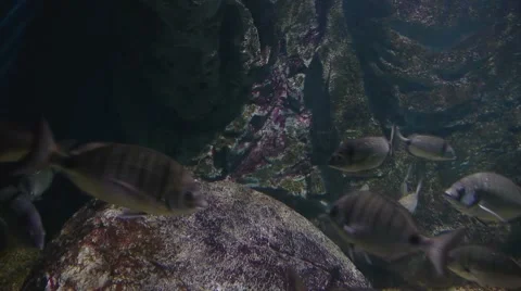 Bream, Diplodus sargus sargus Stock Footage 44287975
