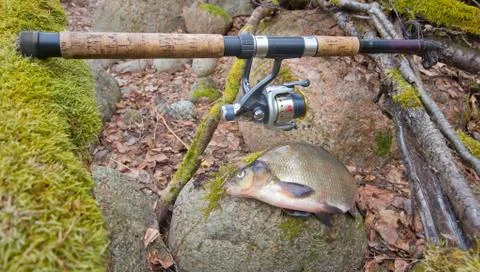 Bream from the far lake Stock-Fotos