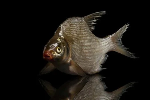 Bream fish isolated on black background Foto stock