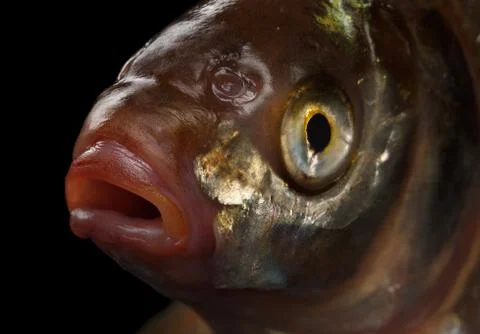 Bream fish isolated on black background Stock Photos