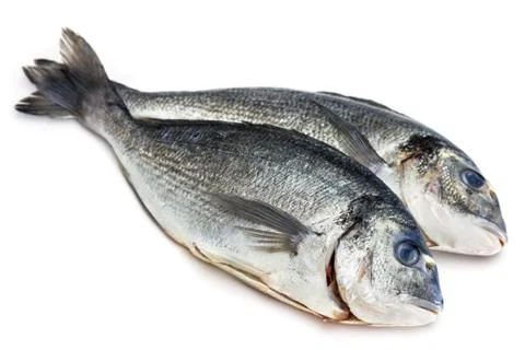 Bream fish isolated on white background Stock Photos
