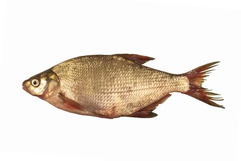 Bream fish isolated on white Stock Photos