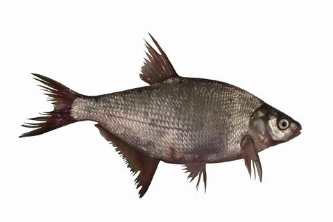 Bream fish isolated on white Stock Photos